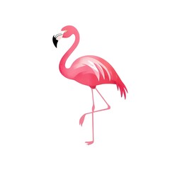 Fototapeta premium Pink flamingo standing on one leg on a white background
