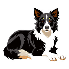 Fototapeta premium border collie dog isolated on white, Color vector illustration. Pet animal 
