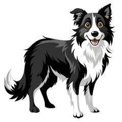 border collie dog isolated on white, Color vector illustration. Pet animal  