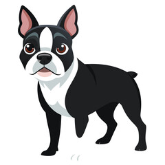 Boston terrier dog isolated on white, Color vector illustration. Pet animal  