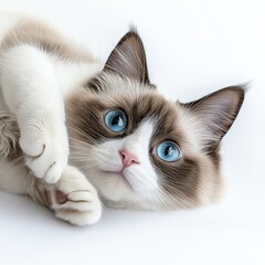 Obraz premium Adorable fluffy kitten with bright blue eyes relaxing on a white background, showcasing its playful demeanor and soft fur for a heartwarming animal portrait