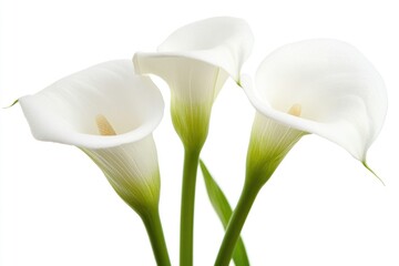 A bouquet of three white calla lilies in a decorative vase placed on a table