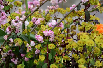 Branches of spring blooming Prunus, Prunus serrulata, surrounded by green leaves and flowers of a...