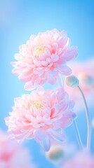 Fototapeta premium A serene close-up of pink flowers against a soft blue background, perfect for nature-themed design projects, greeting cards, or wellness materials, conveying beauty and tranquility,