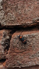 beetle on the wall