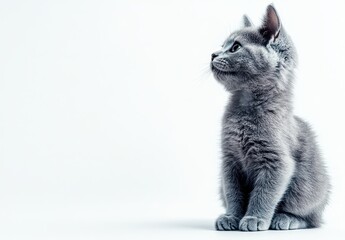 Fototapeta premium Adorable gray kitten sitting gracefully against a plain white background with attentive expression and soft fur details, capturing a moment of curiosity and innocence