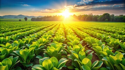 Golden Hour Illumination on a Lush Green Field of Young Crops