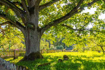 A huge oak tree in the Mikhailovskoye museum-estate in the Pushkin Mountains, Pskov region, Russia