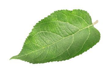 Obraz premium Green apple leaf on isolated white background