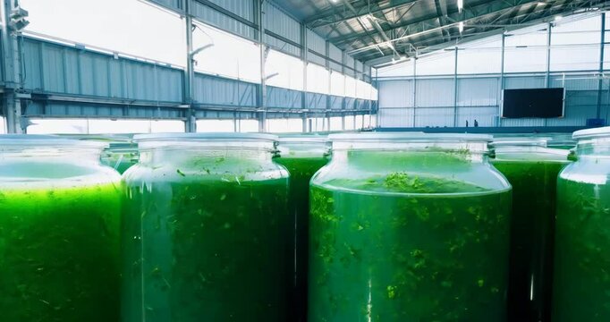 many large industrial tanks for growing spirulina algae in a spacious, bright hangar