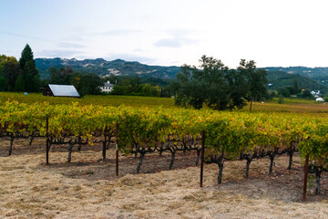 Vineyard rows with autumn leaves under a soft evening sky.