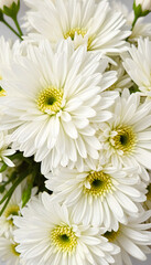 Fototapeta premium Close-up photo of white chrysanthemum bouquet. Abstract floral background, flat design. with white shades