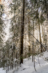Pieniny , góry, zima, śnieg, Karpaty, mgły, Tatry, Dunajec © Daniel Folek