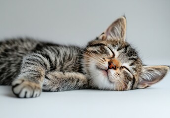 Adorable striped kitten sleeping peacefully on soft surface, showcasing its cute face and fluffy fur in a serene indoor setting, perfect for animal lovers