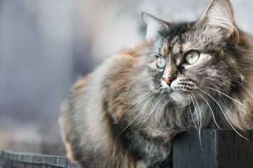 Outdoor cat hunting or bird watching with defocused background. Close up of fluffy kitty on wooden...