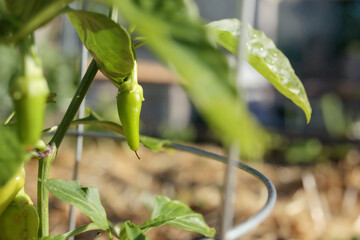 Small banana pepper growing on plant in garden. Hot chili pepper plant with metal gage and in straw mulch. Mild and tangy chili pepper. Banana chilis or yellow wax pepper. Selective focus.