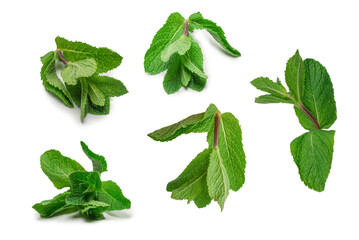 Fresh mint leaves isolated on white background.