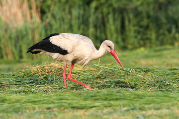 A white stork walking through a green meadow looking for food