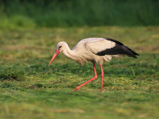 A white stork walking through a green meadow foraging for wild food