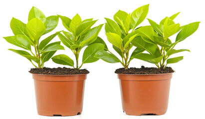 Obraz premium Fresh Green Leaves in Potted Plants for Home Decor and Gardening