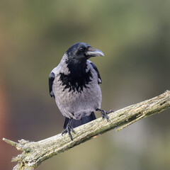 A hooded crow sitting on a branch