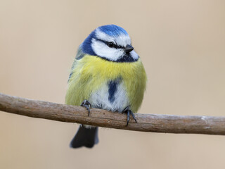 Blue tit sitting on a twig