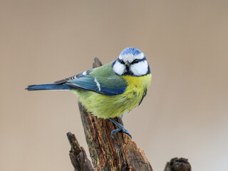 Blue tit sitting on an old tree stump