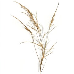 Obraz premium Dried Grass Stem with Delicate Seed Heads on a White Background