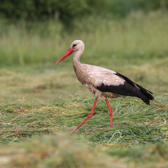 A white stork walking through a green meadow foraging for wild food
