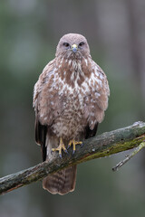 A common buzzard sitting on a branch waiting for prey