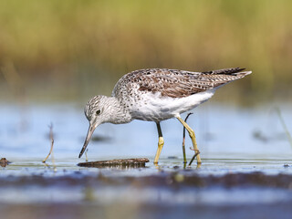 A Common greenshank wading in shallow water looking for food