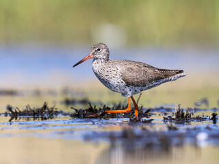 A Redshank wading in shallow water looking for food