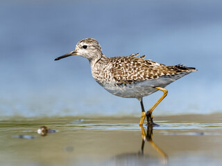 The wood sandpiper