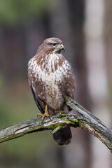 A common buzzard sitting on a branch waiting for prey