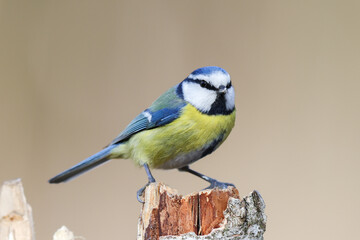 Blue tit sitting on an old tree stump