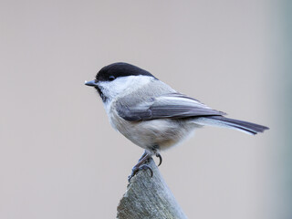 A marsh tit sitting on a branch