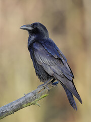 A black raven-bird sitting on a branch