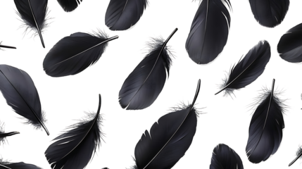 Isolated crow feather falling on transparent background. high resolution PNG file