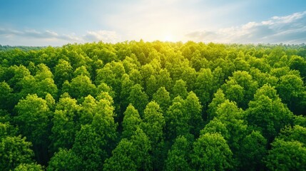 Lush green forest with tall trees and bright sunlight filtering through the foliage