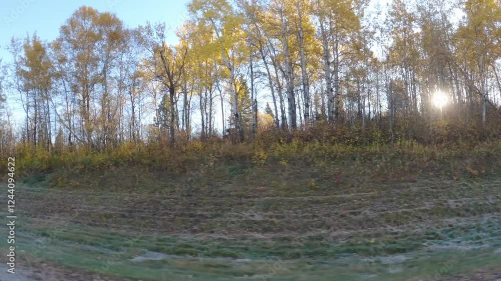 Wall mural view out the window while driving through an autumn colored forest with sun flashing between the tre