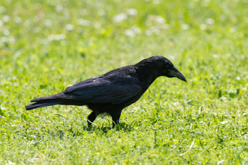Corneille noire, Corvus corone, Carrion Crow