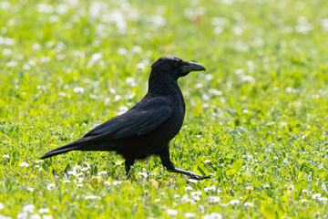 Corneille noire, Corvus corone, Carrion Crow