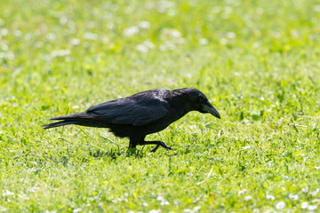 Corneille noire, Corvus corone, Carrion Crow