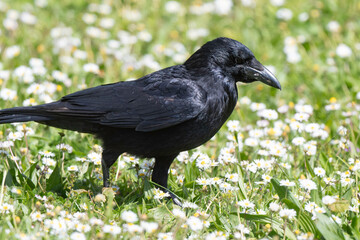 Corneille noire, Corvus corone, Carrion Crow