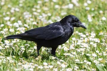 Corneille noire, Corvus corone, Carrion Crow