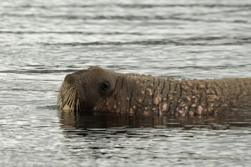 Fototapeta premium Morse, Odobenus rosmarus, Spitzberg, Svalbard, Norvège