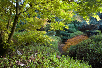 érable, Les jardins de Castillon Plantbessin, Castillon, 14, Calvados, France