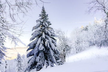 Pieniny , góry, zima, śnieg, Karpaty, mgły, Tatry, Dunajec