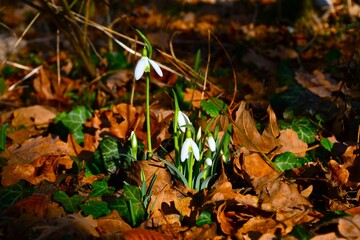 White common snowdrop (Galanthus nivalis) spring flowers
