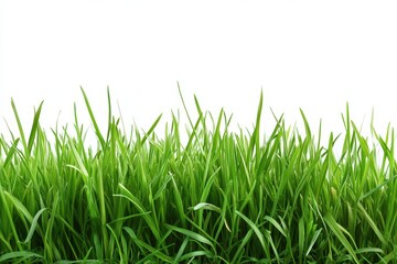 Fototapeta premium Spring young green grass isolated on white background